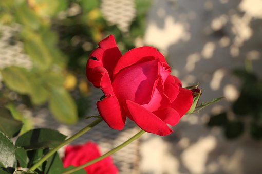 Free Nature Flower photo and picture