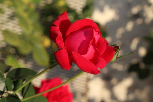 Free Pink Nature photo and picture