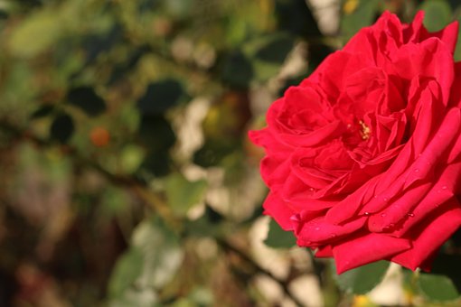 Free Pink Nature photo and picture