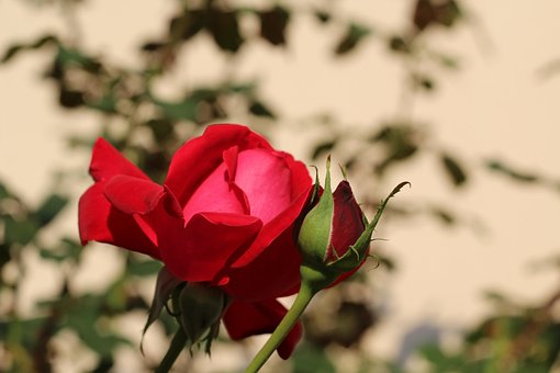 Free Pink Nature photo and picture