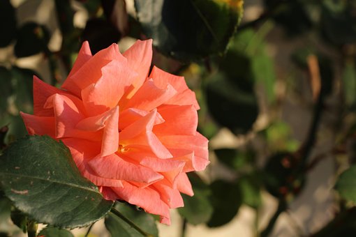Free Thorns Pink photo and picture