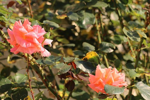 Free Thorns Pink photo and picture