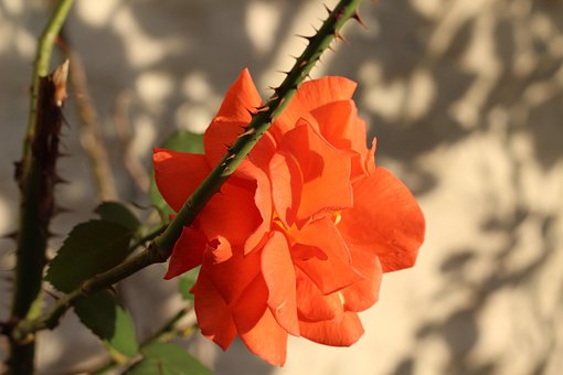 Free Thorns Pink photo and picture