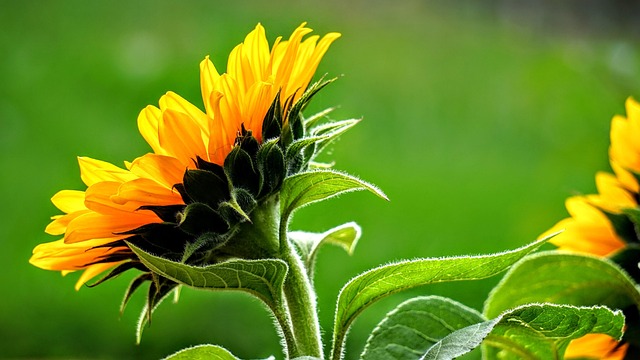 Free Sunflower Flower Wallpaper photo and picture