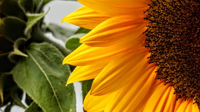 Free Sunflower Nature photo and picture