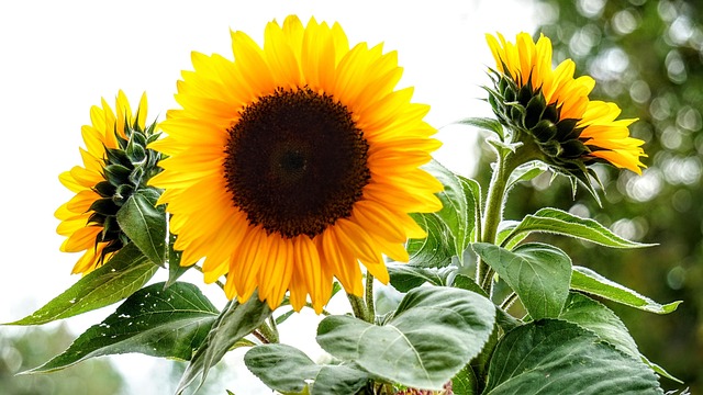 Free Sunflower Nature photo and picture