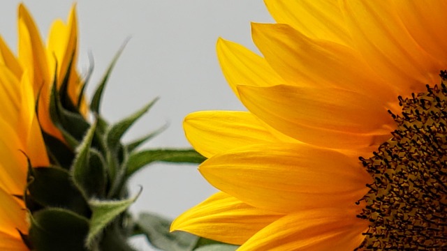 Free Sunflower Nature photo and picture