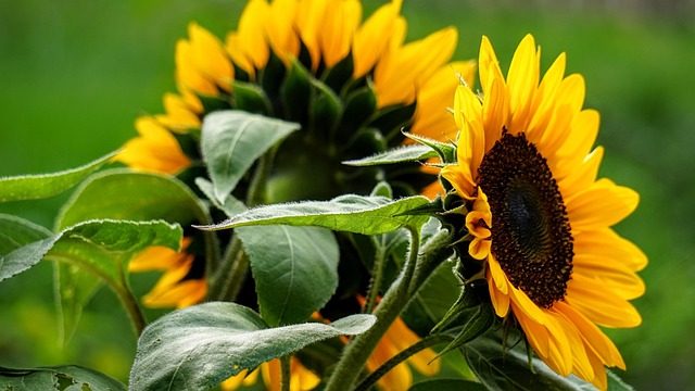 Free Sunflower Nature photo and picture