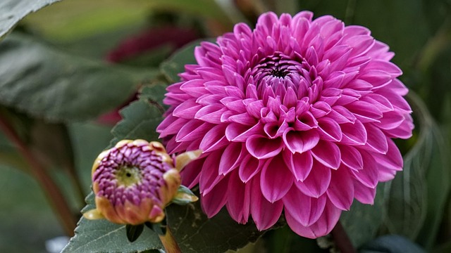 Free Nature Flower photo and picture