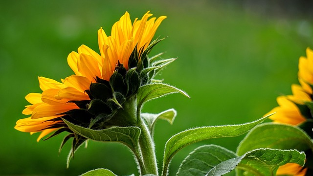 Free Sunflower Nature photo and picture