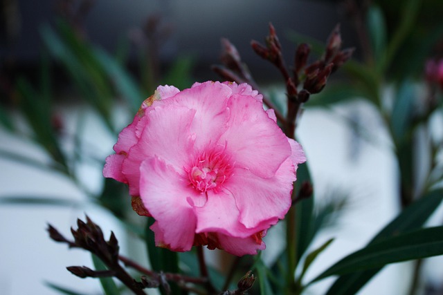 Free Pink Flower Background photo and picture