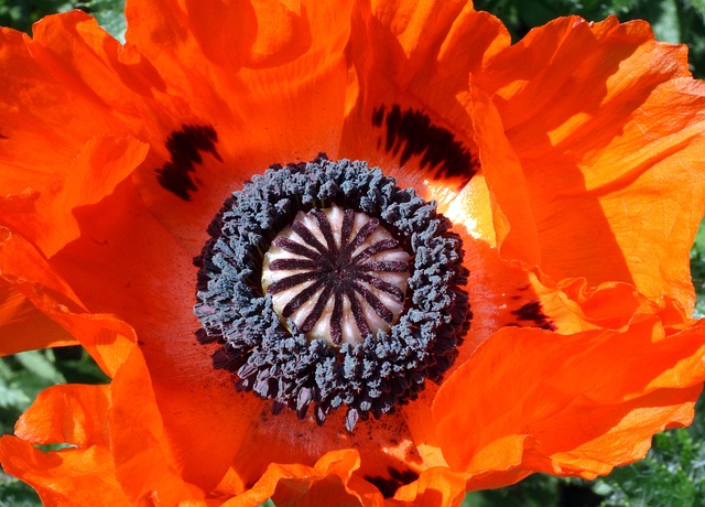 Valmue, Blomst, Natur, Plante, Sommer