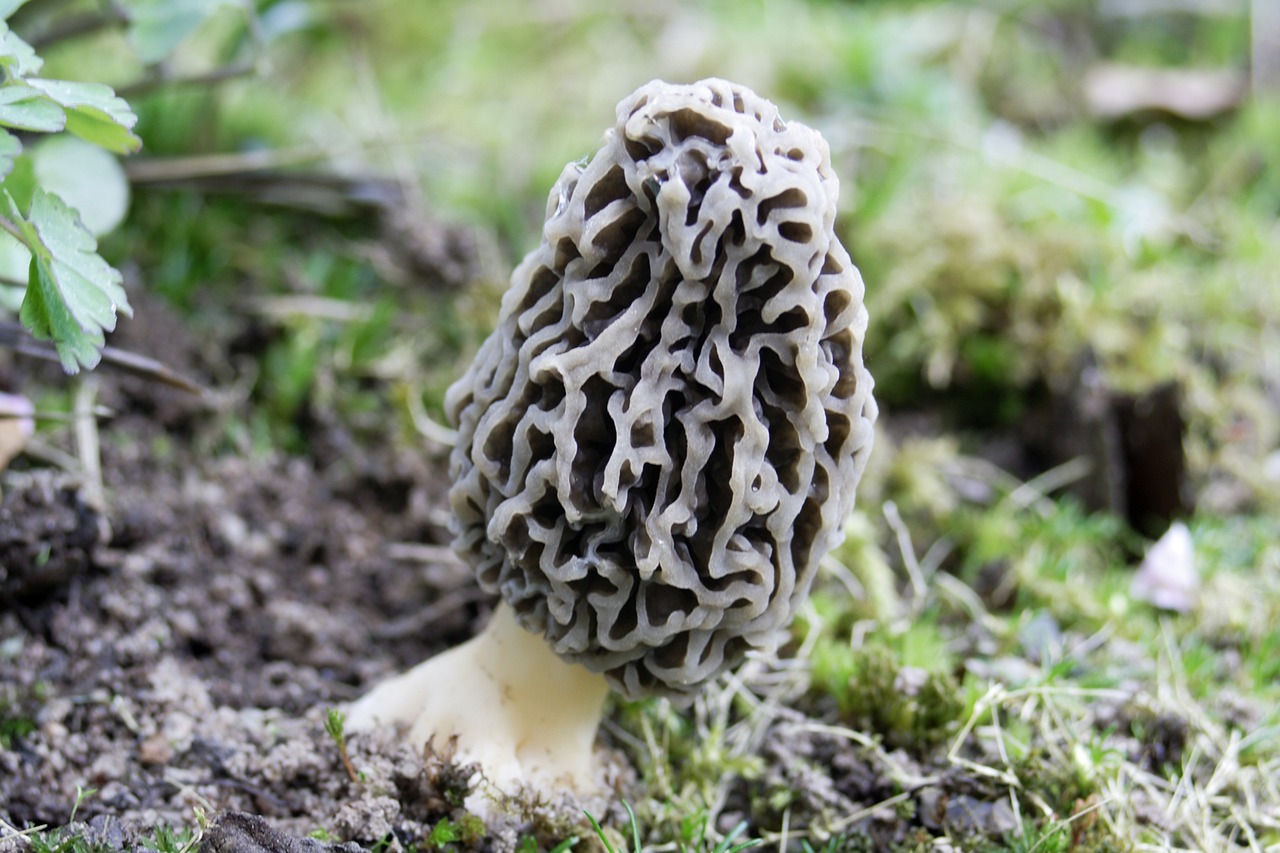 Morel Champiñón Planta Foto gratis en Pixabay