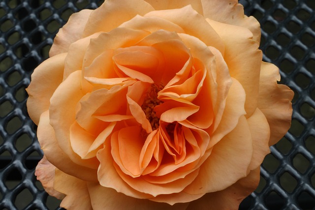 Rose, Blomstre, Blomst, Natur