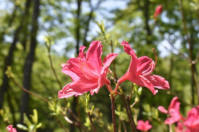 Free Daylily Pink Flower photo and picture