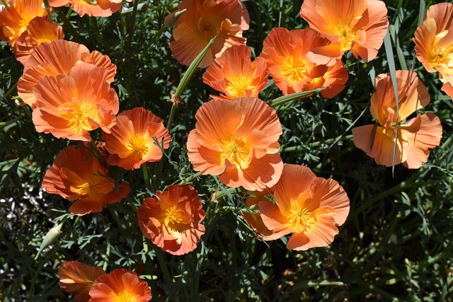 Free Poppies Orange Flower photo and picture