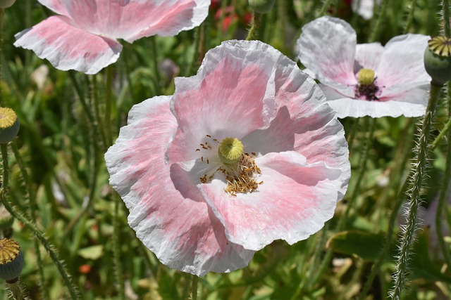 Free Poppy Pink photo and picture
