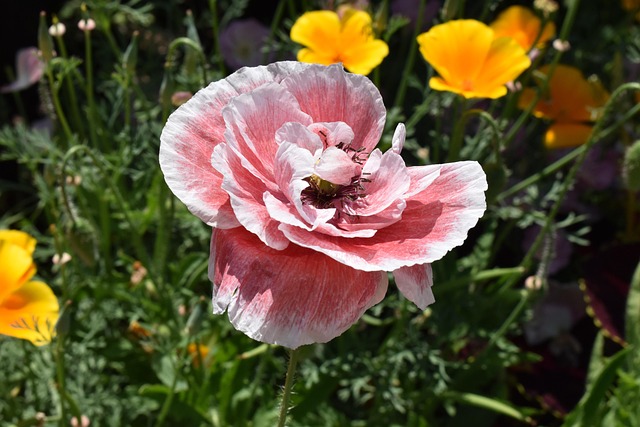 Free Poppy Pink photo and picture