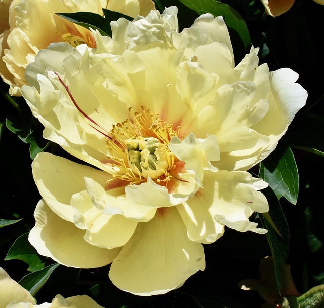 Free Yellow Peony photo and picture