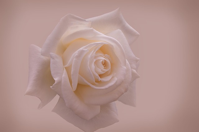 Free Rose White photo and picture