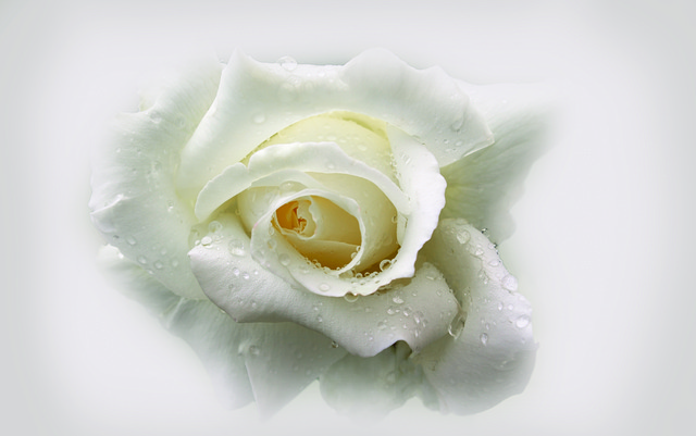 Free Rose White photo and picture