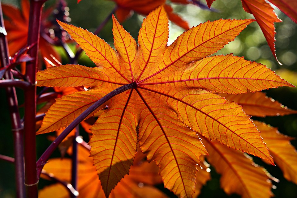 Planta De Aceite De Ricino, Ricinus Communis