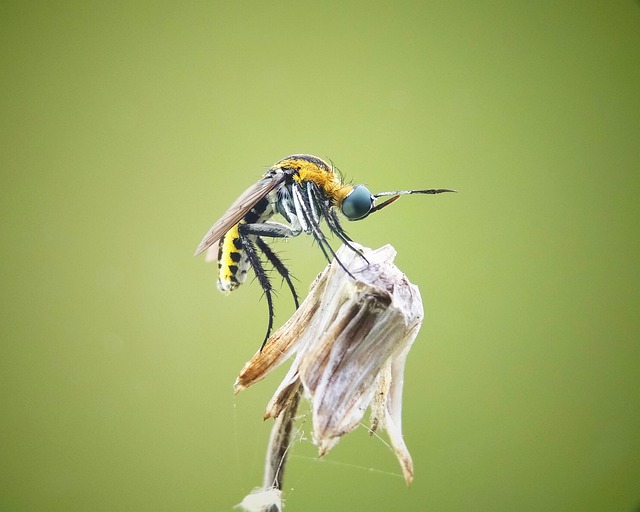 Free Toxophora Insect photo and picture