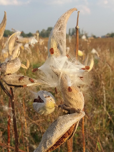 Pollen, Natur, Unkraut, Allergie