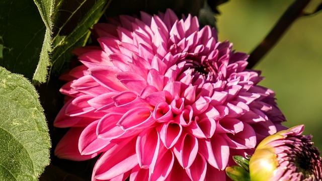 Free Blossom Bloom photo and picture