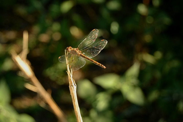 Free Dragonfly Insect photo and picture