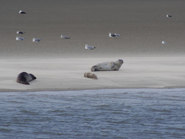 Nordsee, Seerobben, Robben