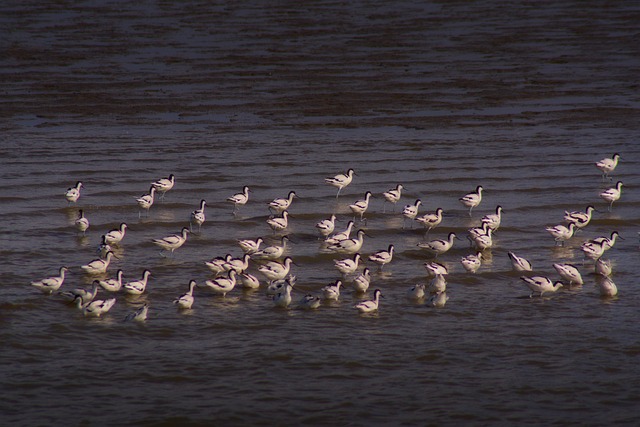 Watt, Nordsee, Ostfriesland, Vögel