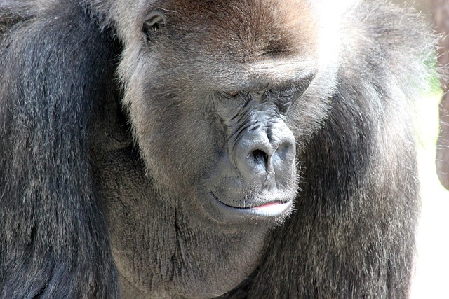 Gorilla Ape Strength - Free photo on Pixabay - Pixabay