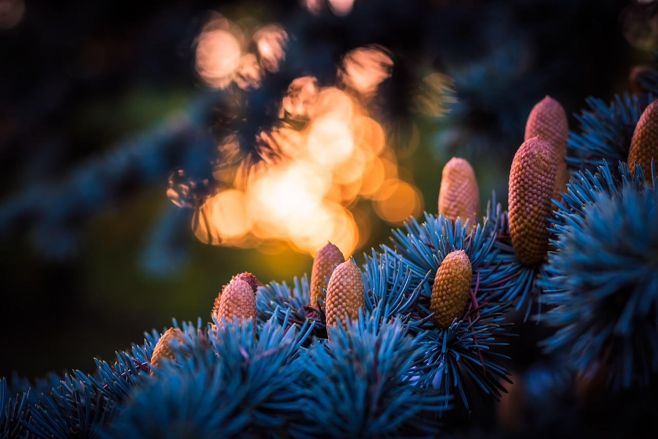 Blue Fir Fall Tree - Free photo on Pixabay - Pixabay