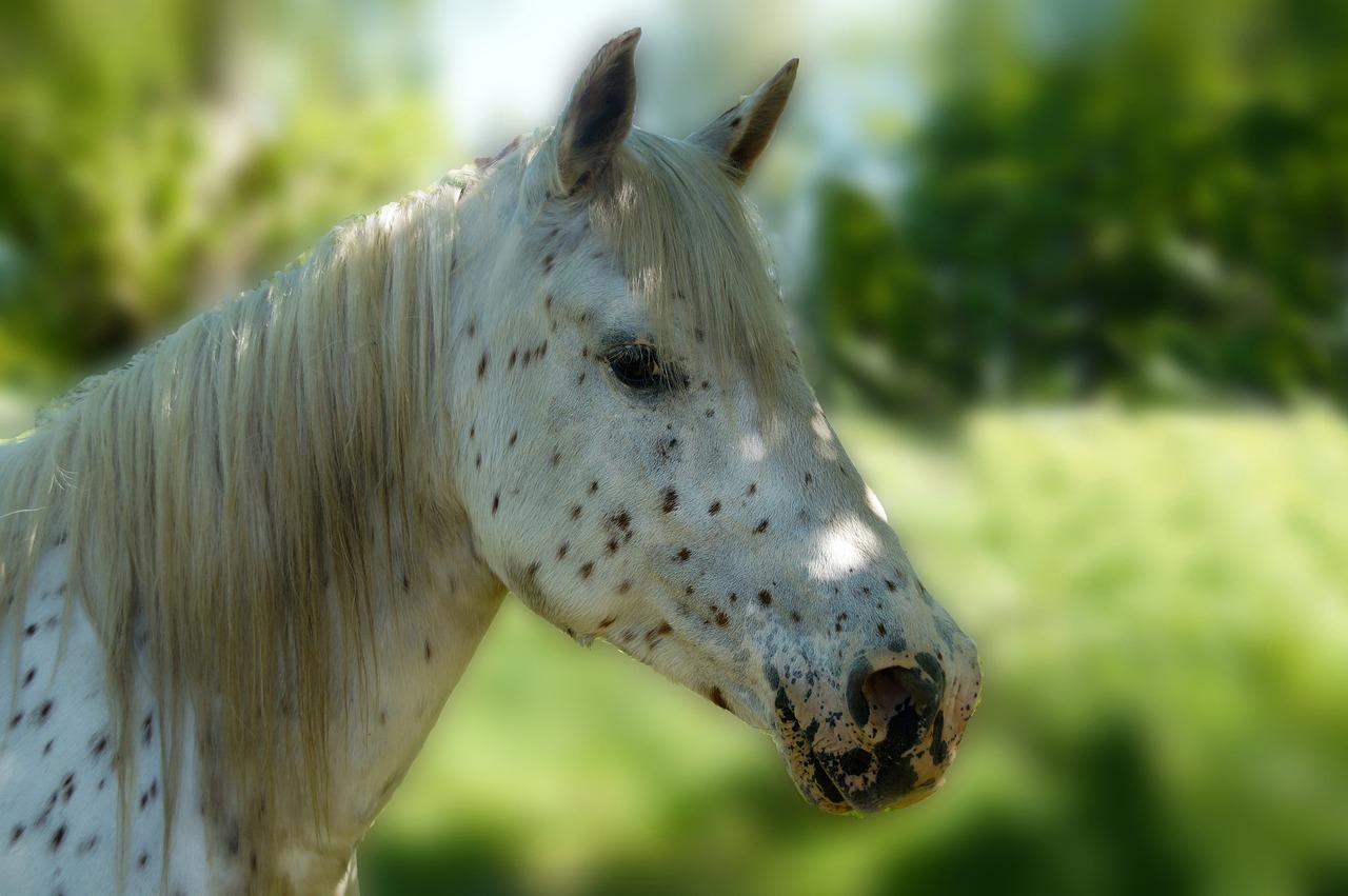 马的画像在家怎么摆放 horse-3691628_1280.jpg