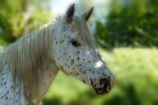 Pferd, Weiß, Natur, Braune Punkte