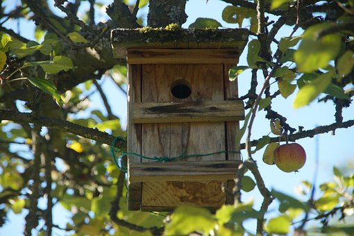 Vogelhäuschen, Apfelbaum, Brüten, Baum