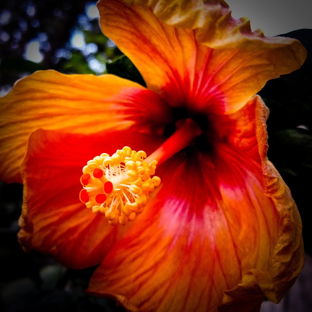 Free Hibiscus Orange Flower photo and picture
