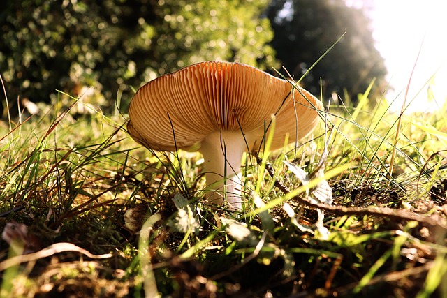 Pilz, Schwammerl, Wald, Herbst, Natur