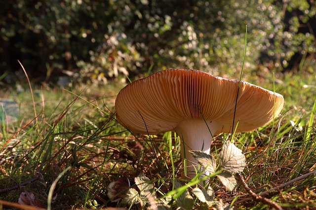 Pilz, Schwammerl, Wald, Herbst, Natur