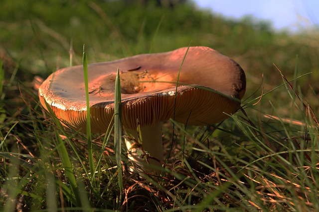 Pilz, Schwammerl, Wald, Herbst, Natur