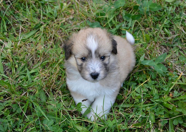 Free Puppy Pet photo and picture