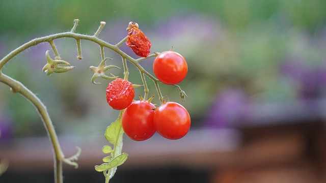 Free Tomato Fruit photo and picture