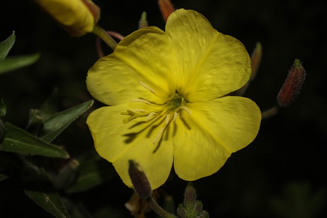 Evening Primrose, Gul, Blomst, Pollen