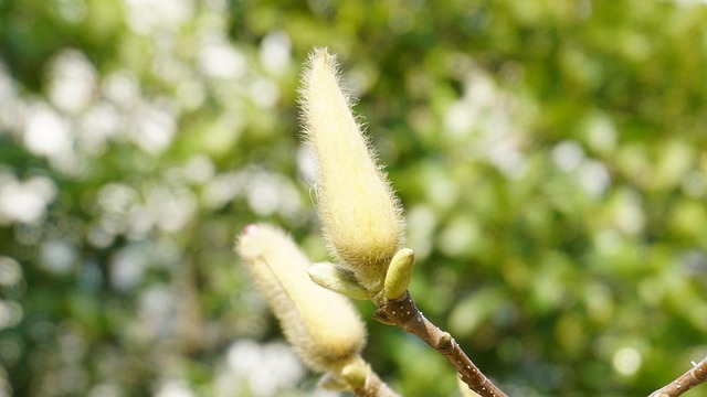 Spirende Blomster, Grøn, Natur