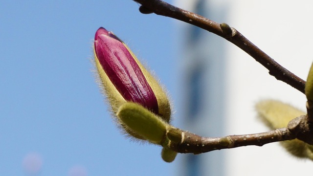 Bud, Natur, Smukke