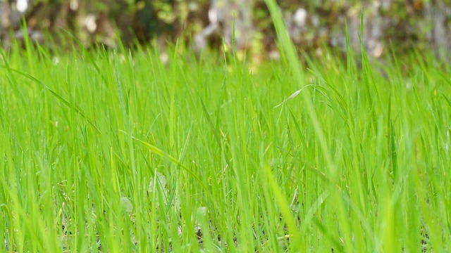 Grøn, Græs, Meadow