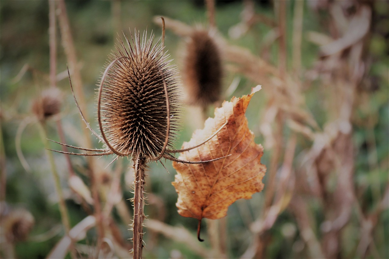 落下 叶子 自然 - Pixabay上的免费照片 - Pixabay