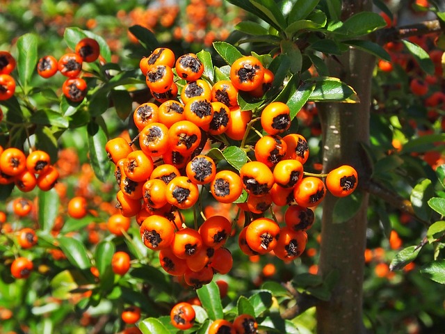 Fresh and Juicy Berry Images: Free Stock Photos of Berries and Fruits ...