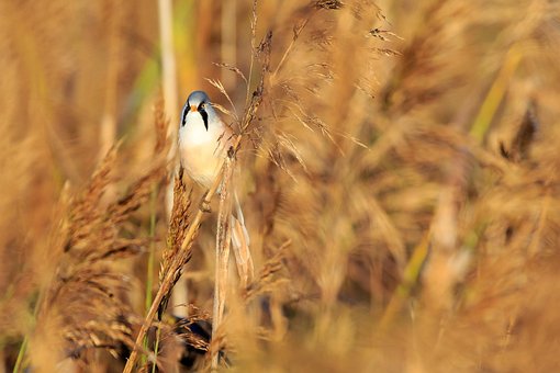 Naturschutz, Federsee, Federseesteg